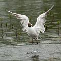 Hettemåke - Black-headed gull (Chroicocephalus ridibundus) ad. summer